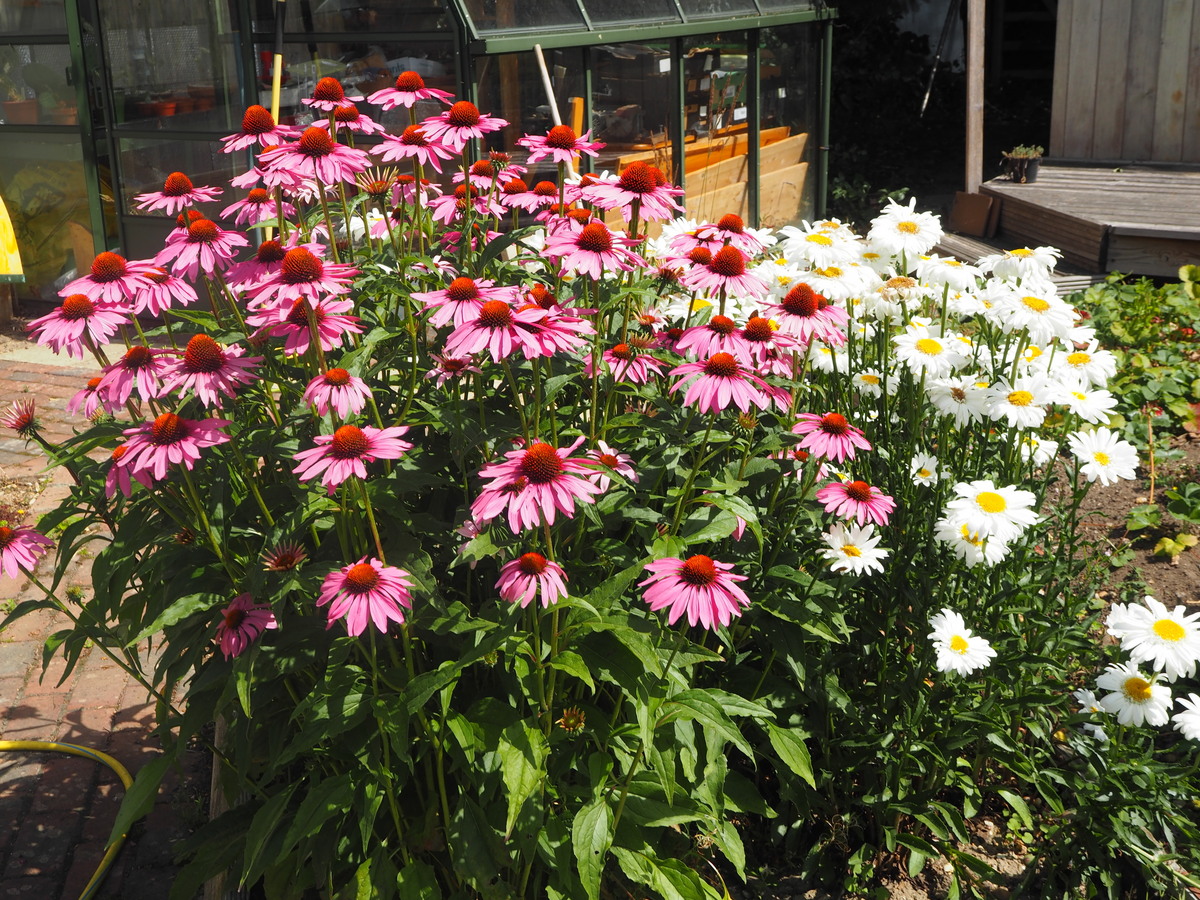 Garden Beds 2